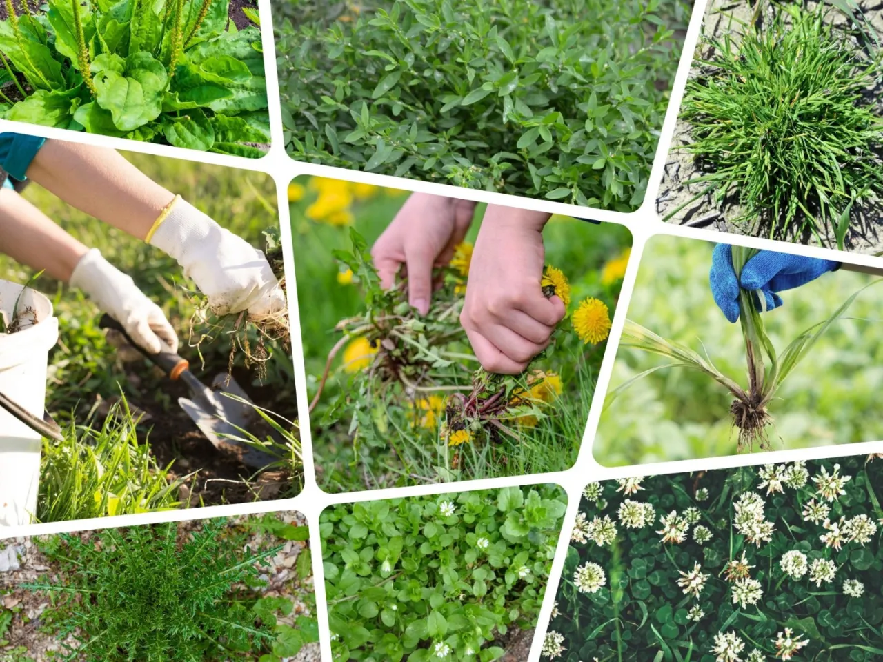 Zdjęcie Chwasty na trawniku: jak skutecznie zwalczać i zapobiegać?