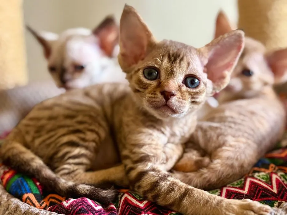Zdjęcie Devon Rex a Sfinks: Kluczowe różnice, które musisz znać