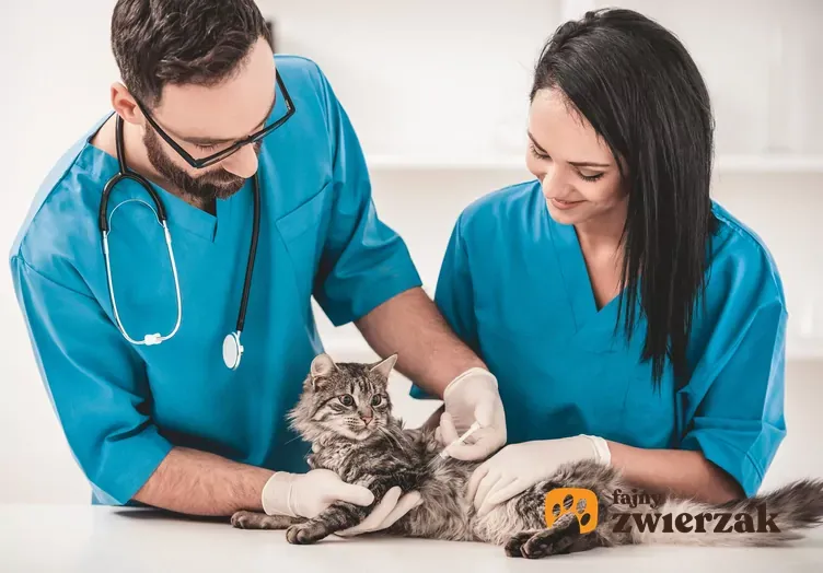Zdjęcie Kiedy wykastrować kotkę, aby uniknąć zdrowotnych problemów?
