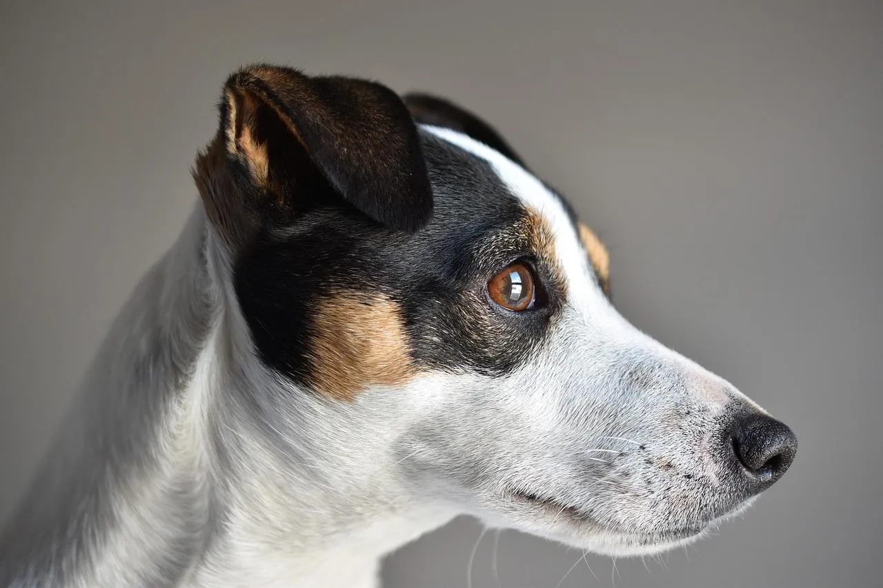 Zdjęcie Jak wytresować jack russell terrier: skuteczne metody i porady