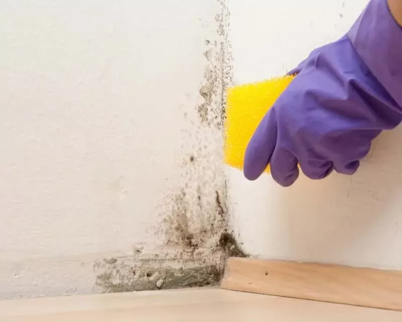 Zdjęcie Skuteczne domowe sposoby na usunięcie pleśni ze ściany bez chemii