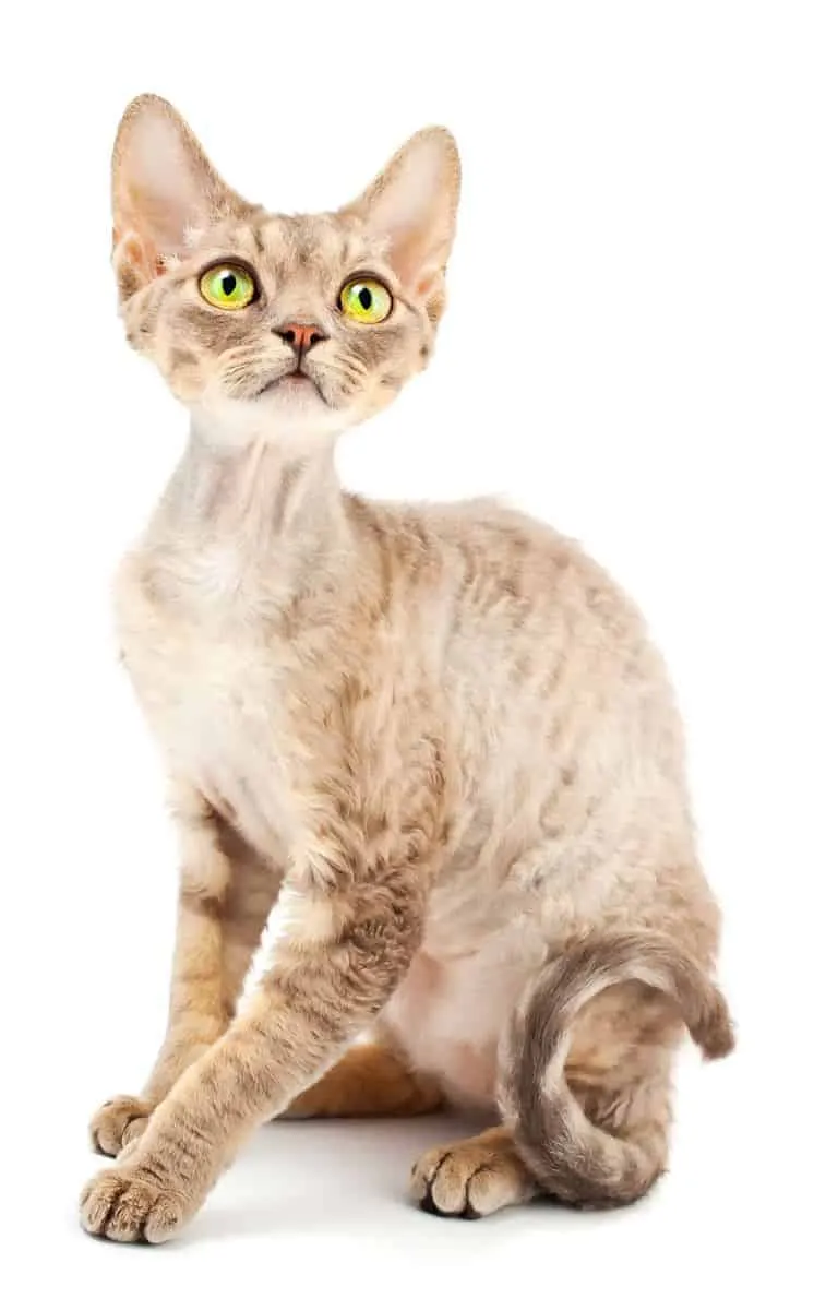 Zdjęcie Szary Devon Rex: tajemnice koloru, cechy i pielęgnacja kotów