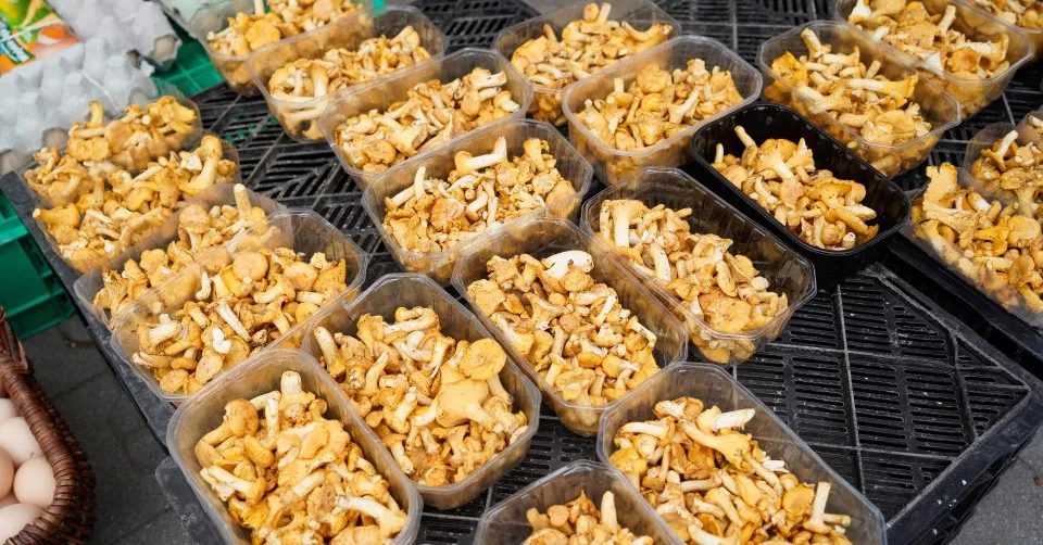 Zdjęcie Po ile kurki na skupie – aktualne ceny i czynniki wpływające na stawki