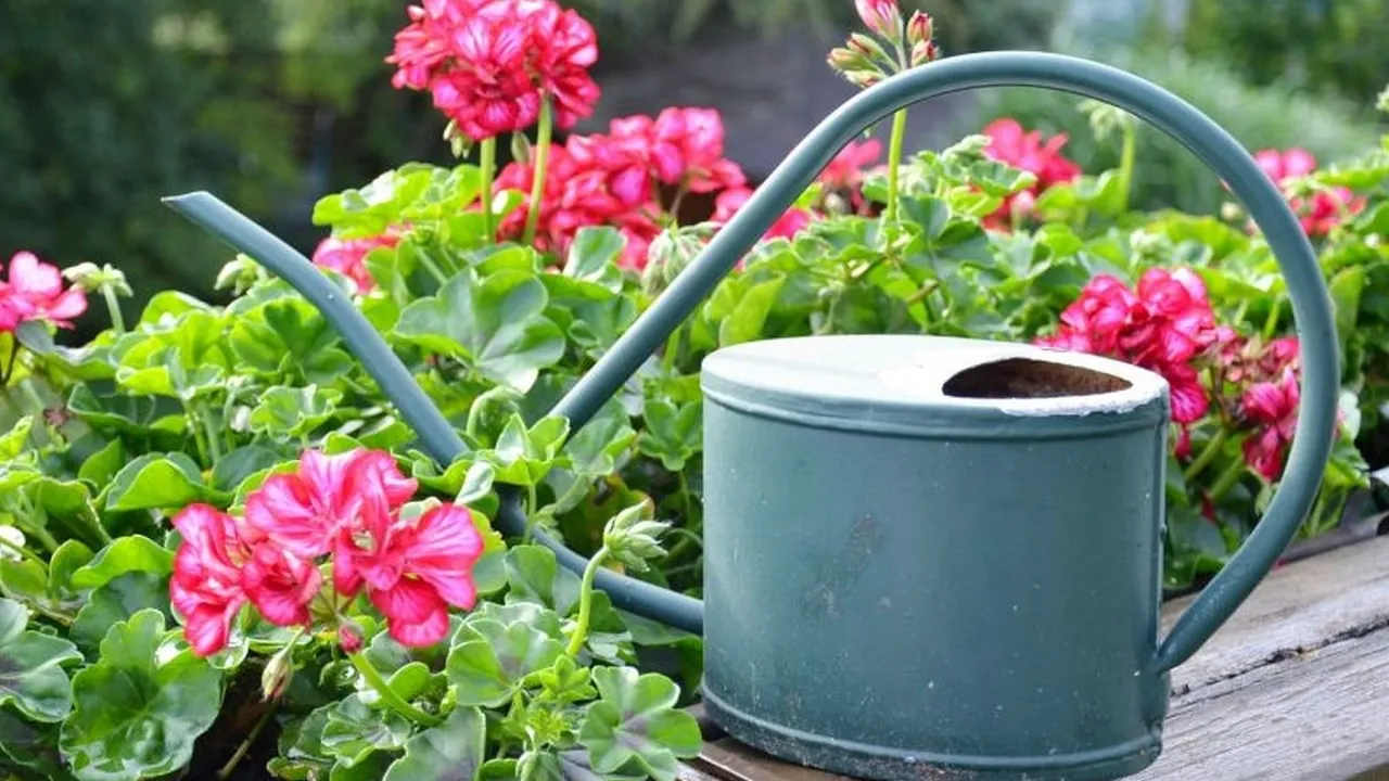 Zdjęcie Jak uprawiać pelargonie, by kwitły obficie przez cały sezon
