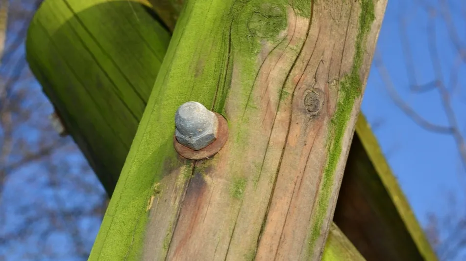 Zdjęcie Jak usunąć mech z drewnianego płotu? Skuteczne metody i impregnacja