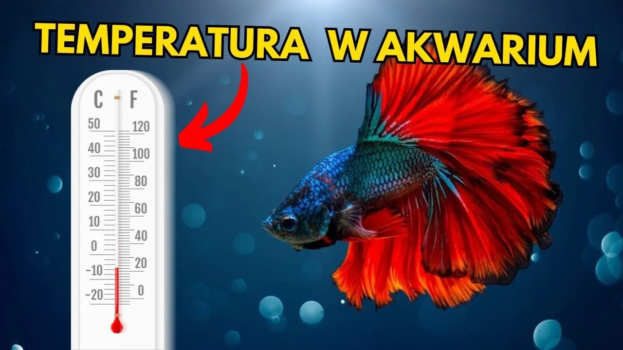 Zdjęcie Ile stopni w akwarium? Kluczowe temperatury dla zdrowych ryb