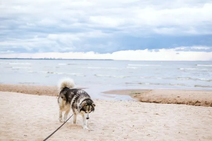 Zdjęcie Gdzie nad morze z psem: najlepsze plaże i porady dla właścicieli