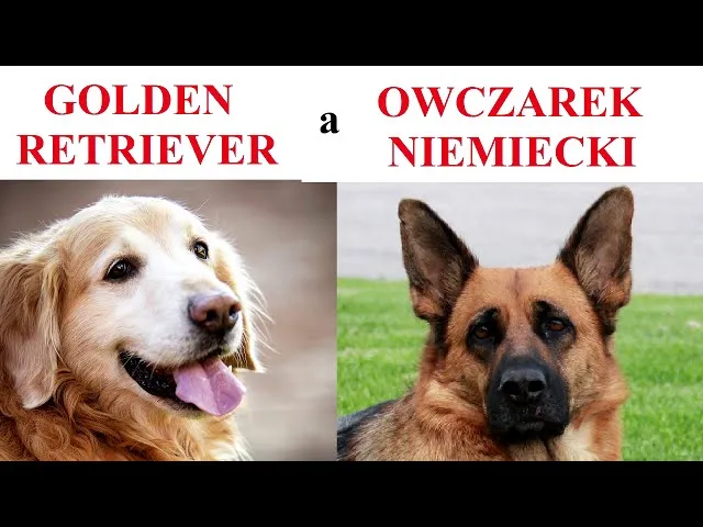 Zdjęcie Owczarek niemiecki czy golden retriever – który pies jest lepszy dla Ciebie?