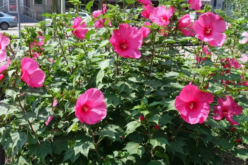 Zdjęcie Jak skutecznie nawozić hibiskusa ogrodowego dla zdrowego wzrostu