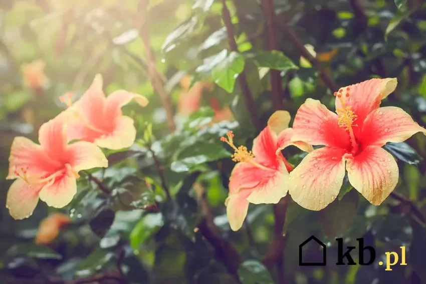 Zdjęcie Jak pielęgnować hibiskusa ogrodowego, aby cieszyć się jego pięknem przez lata