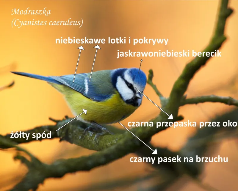 Zdjęcie Czym żywi się sikorka? Odkryj sekrety ich diety w różnych porach roku
