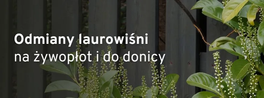 Zdjęcie Jaką odmianę laurowiśni wybrać na żywopłot, aby uniknąć błędów?
