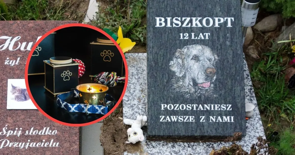 Zdjęcie Ile kosztuje indywidualna kremacja psa? Ceny, które musisz znać