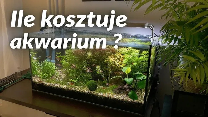 Zdjęcie Ile kosztuje akwarium? Sprawdź ceny i ukryte wydatki na start