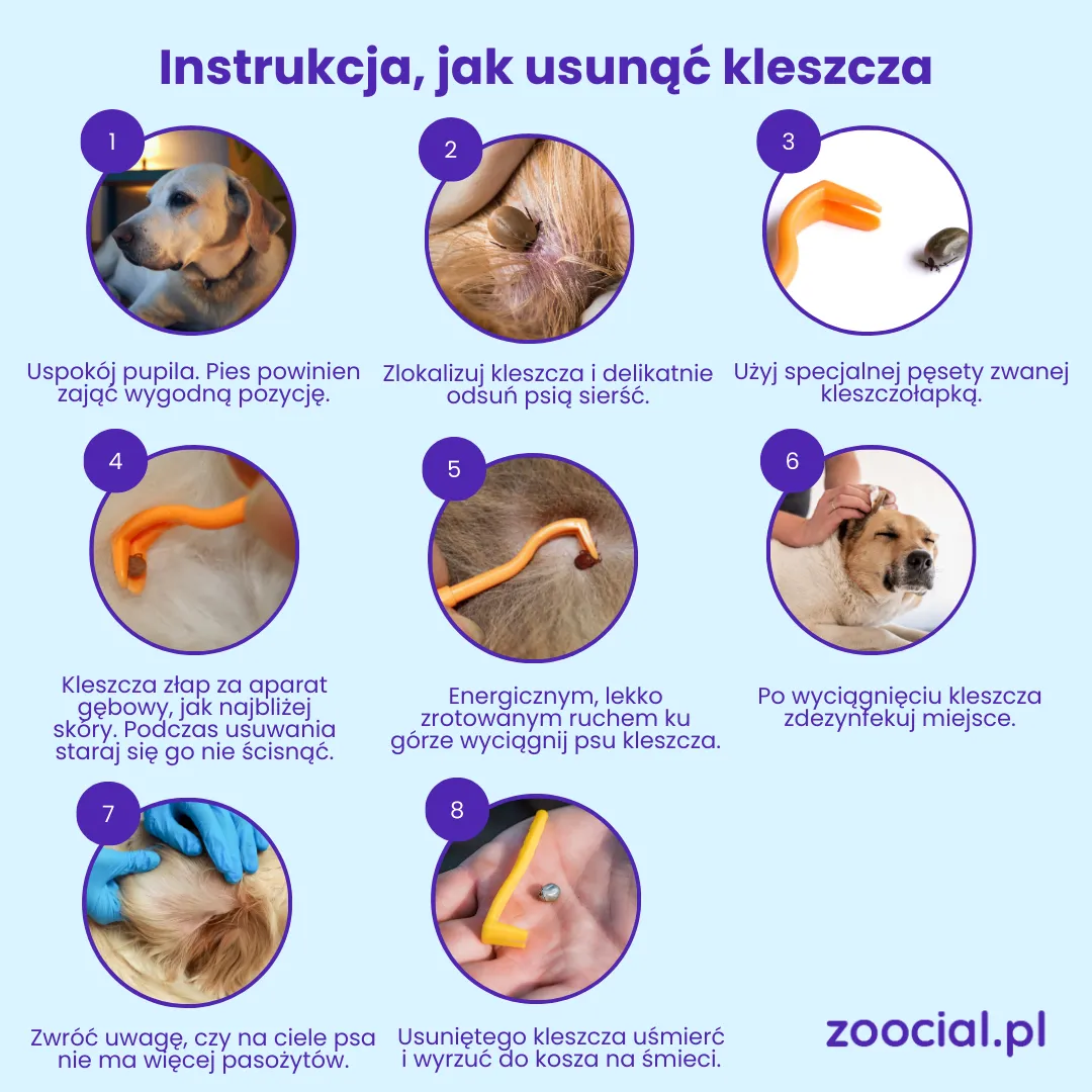 Zdjęcie Jak usunąć kleszcza z psa - bezpieczne metody i ważne wskazówki