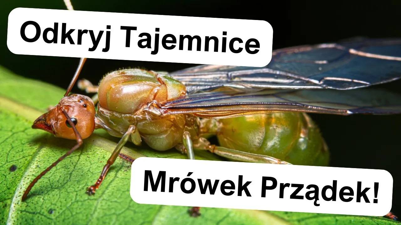Zdjęcie Jak szybko rozmnażają się mrówki? Odkryj zaskakujące fakty!