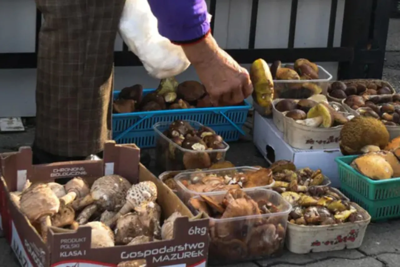 Zdjęcie Po ile grzyby na skupie? Sprawdź ceny i zyskowność sprzedaży