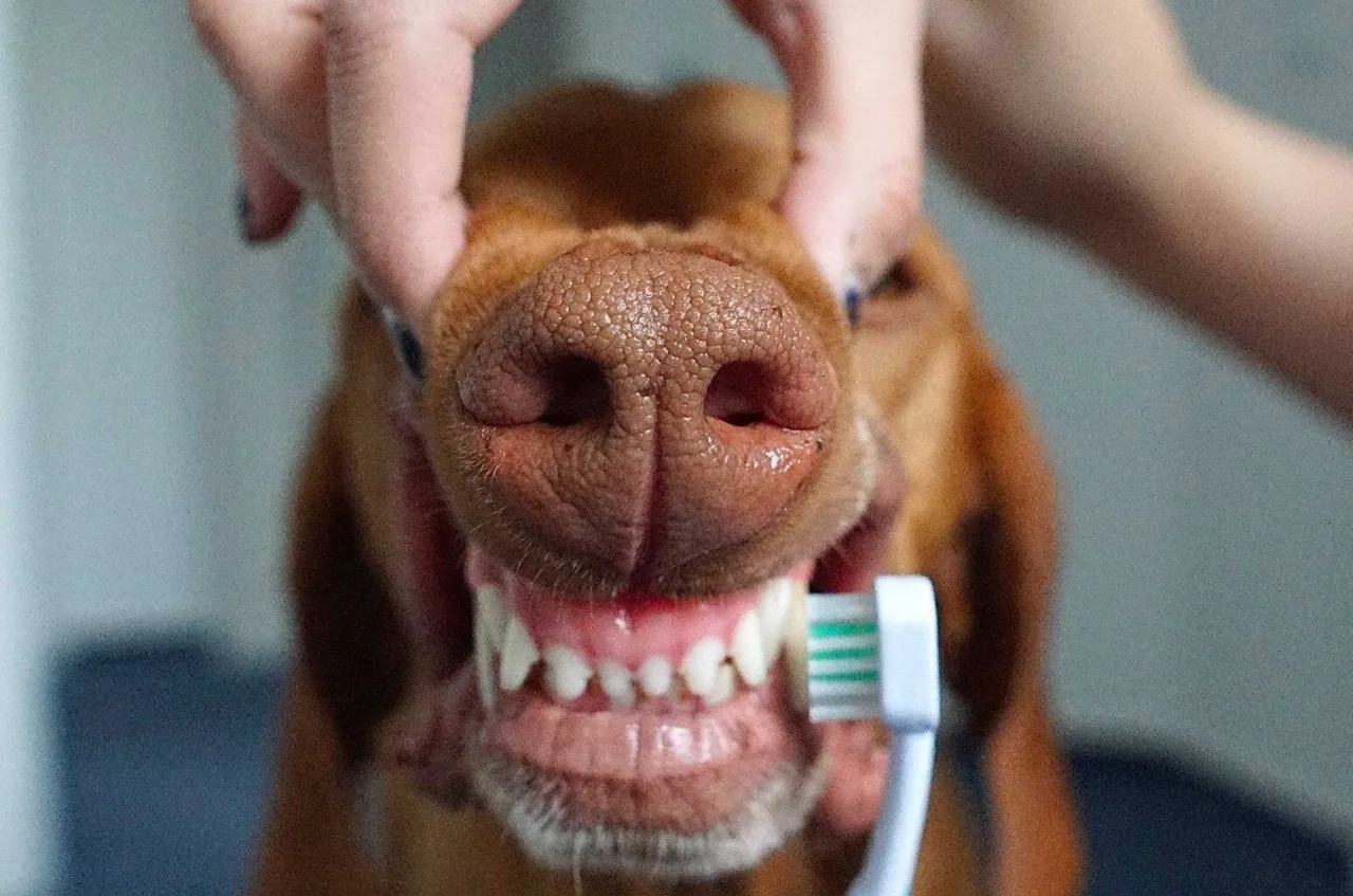 Zdjęcie Zdrowe zęby psa: Jak dbać o uśmiech pupila? [Poradnik]