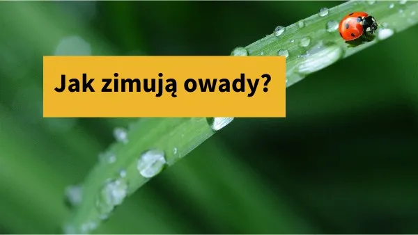 Zdjęcie Jak osy zimują? Tajemnice przetrwania tych owadów w chłodzie