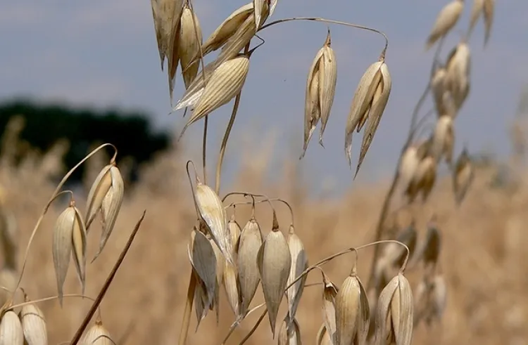 Zdjęcie Ile nawozu pod owies? Kluczowe dawki i wskazówki dla wysokich plonów