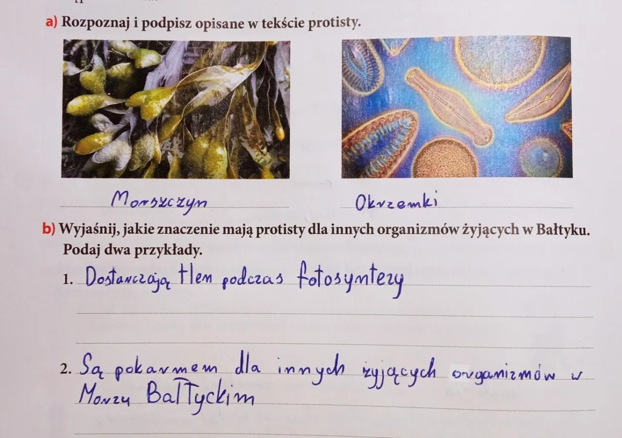 Zdjęcie Jakie znaczenie mają protisty dla zdrowia organizmów w Bałtyku?