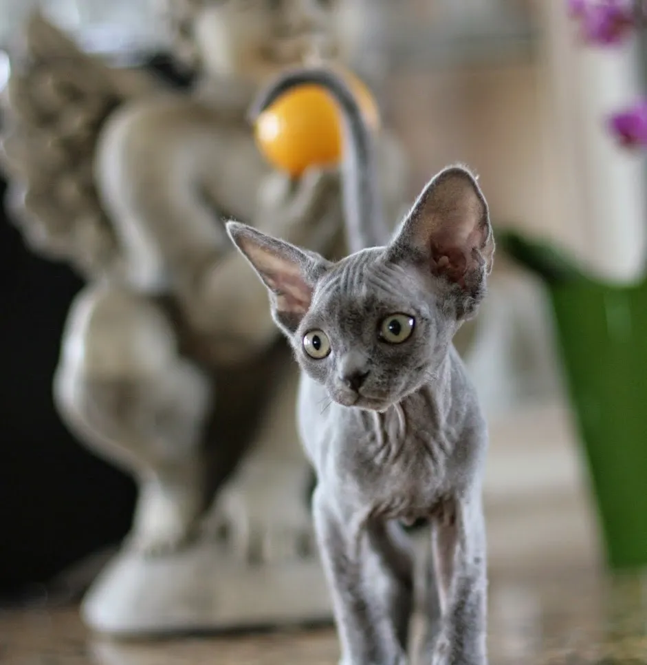 Zdjęcie Devon Rex Pomorskie - najlepsze hodowle i zdrowe kocięta do adopcji