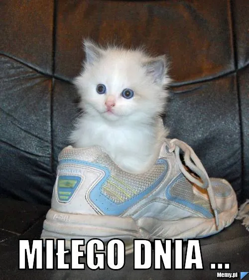 Zdjęcie Najlepsze memy miłego dnia, które rozbawią i poprawią humor