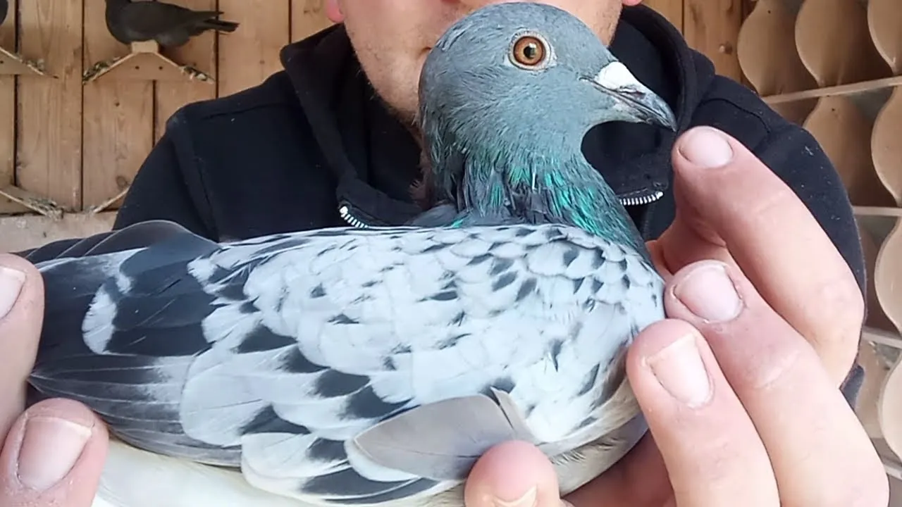 Zdjęcie Jak wytresować gołębia: sprawdzone metody, które naprawdę działają