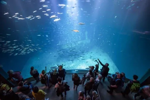 Zdjęcie Ile kosztuje bilet do oceanarium w Kołobrzegu? Sprawdź ceny i zniżki