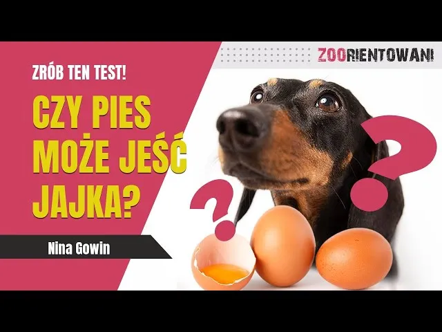 Zdjęcie Czy pies może jeść surowe jajko? Odkryj ryzyka i bezpieczne alternatywy