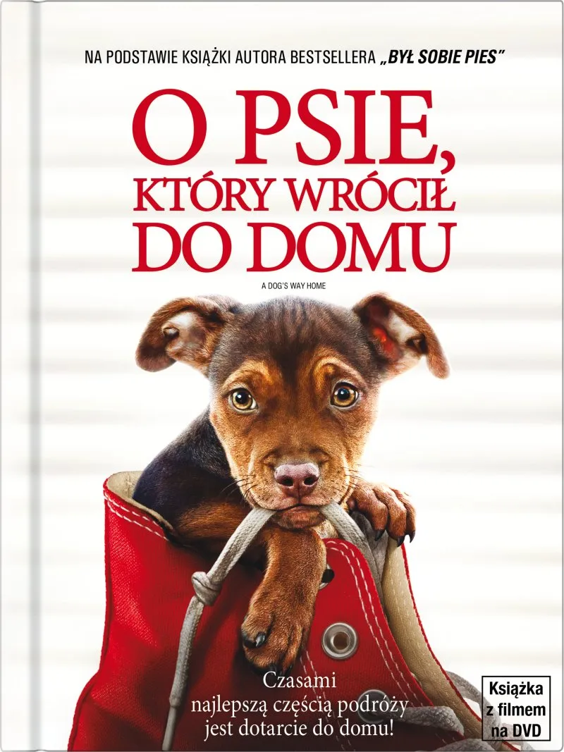 Zdjęcie O psie, który wrócił do domu - wzruszająca historia o miłości i przyjaźni