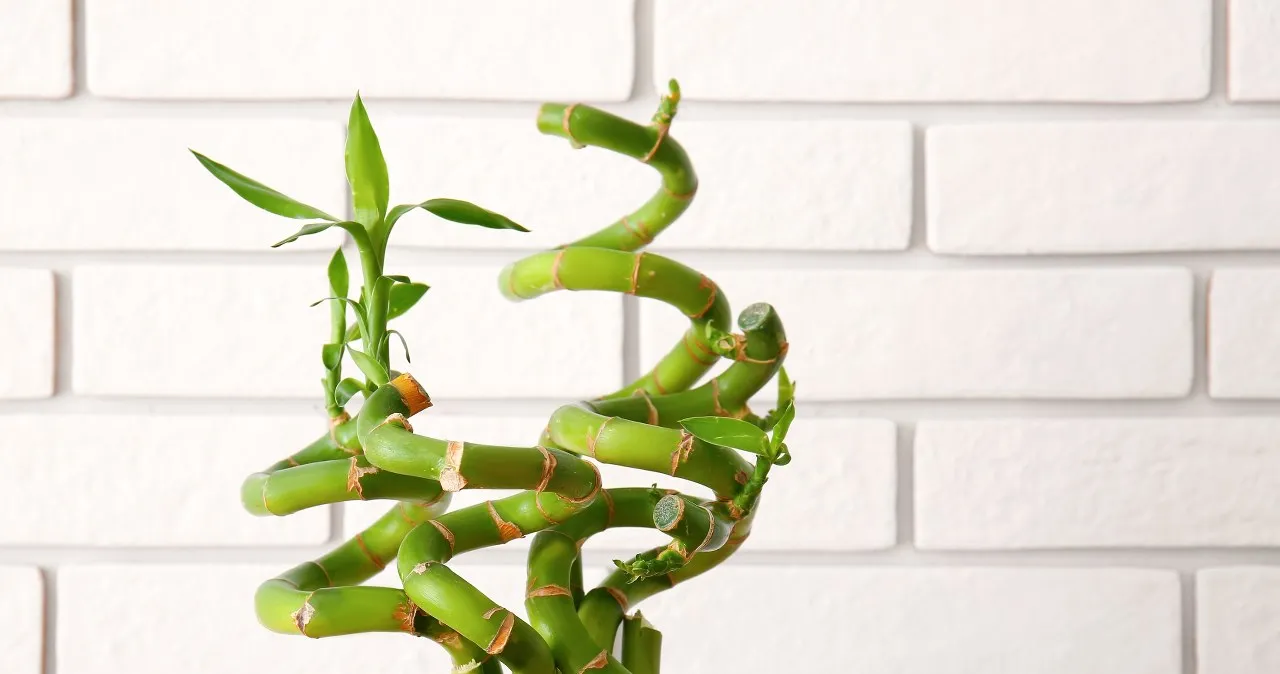 Zdjęcie Pieniążek: Jak przyciągnąć bogactwo i szczęście?