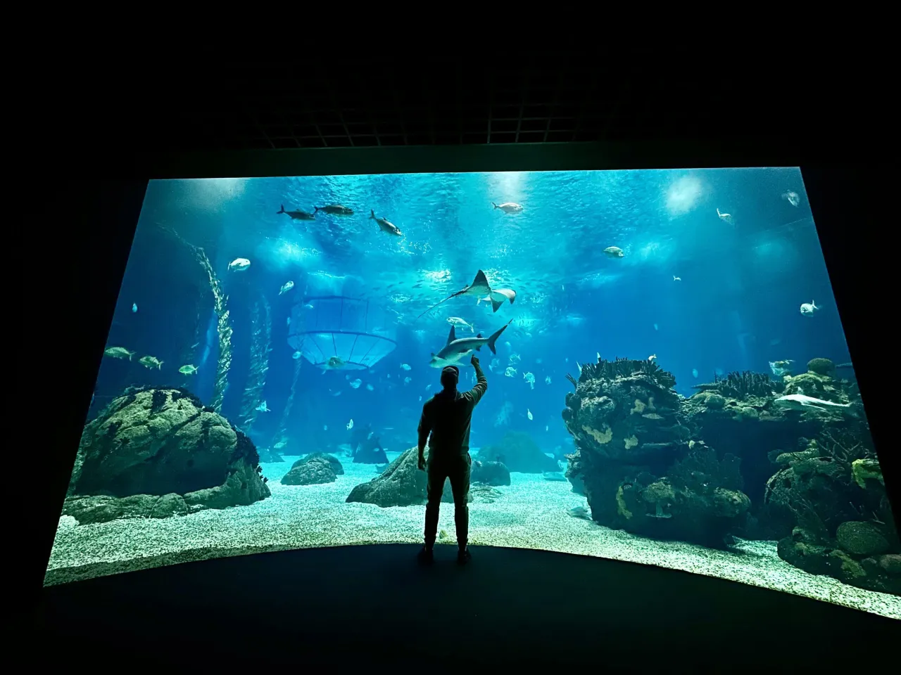 Zdjęcie Lisbońskie oceanarium: co warto zobaczyć i jak się przygotować