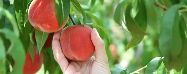Zdjęcie Kiedy jest sezon na brzoskwinie? Sprawdź, kiedy są najsmaczniejsze