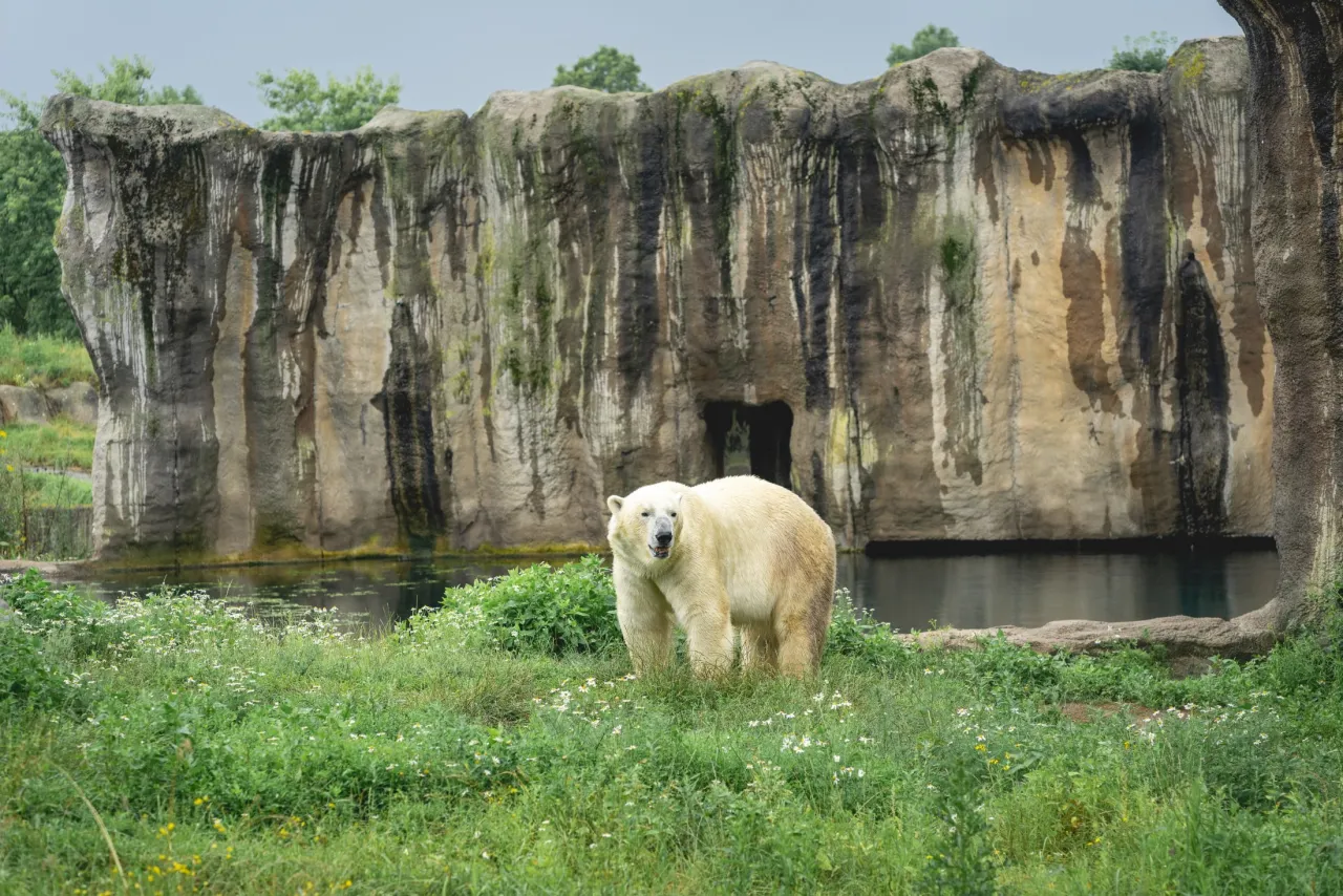 Zdjęcie Oceanarium w Holandii: Niezapomniane atrakcje w Rotterdamie i Scheveningen