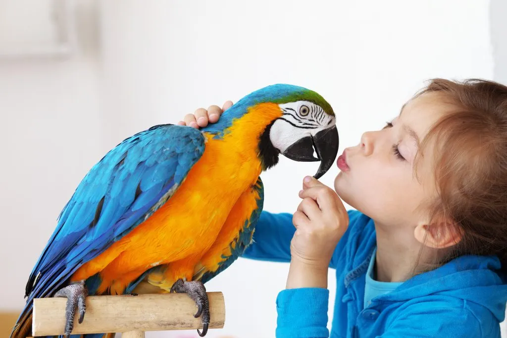 Zdjęcie Jak zarejestrować hodowlę papug i uniknąć problemów prawnych