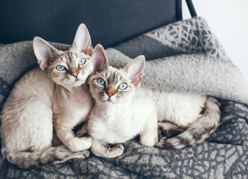 Zdjęcie Devon Rex cat - poznaj cechy, pielęgnację i zdrowie tej rasy