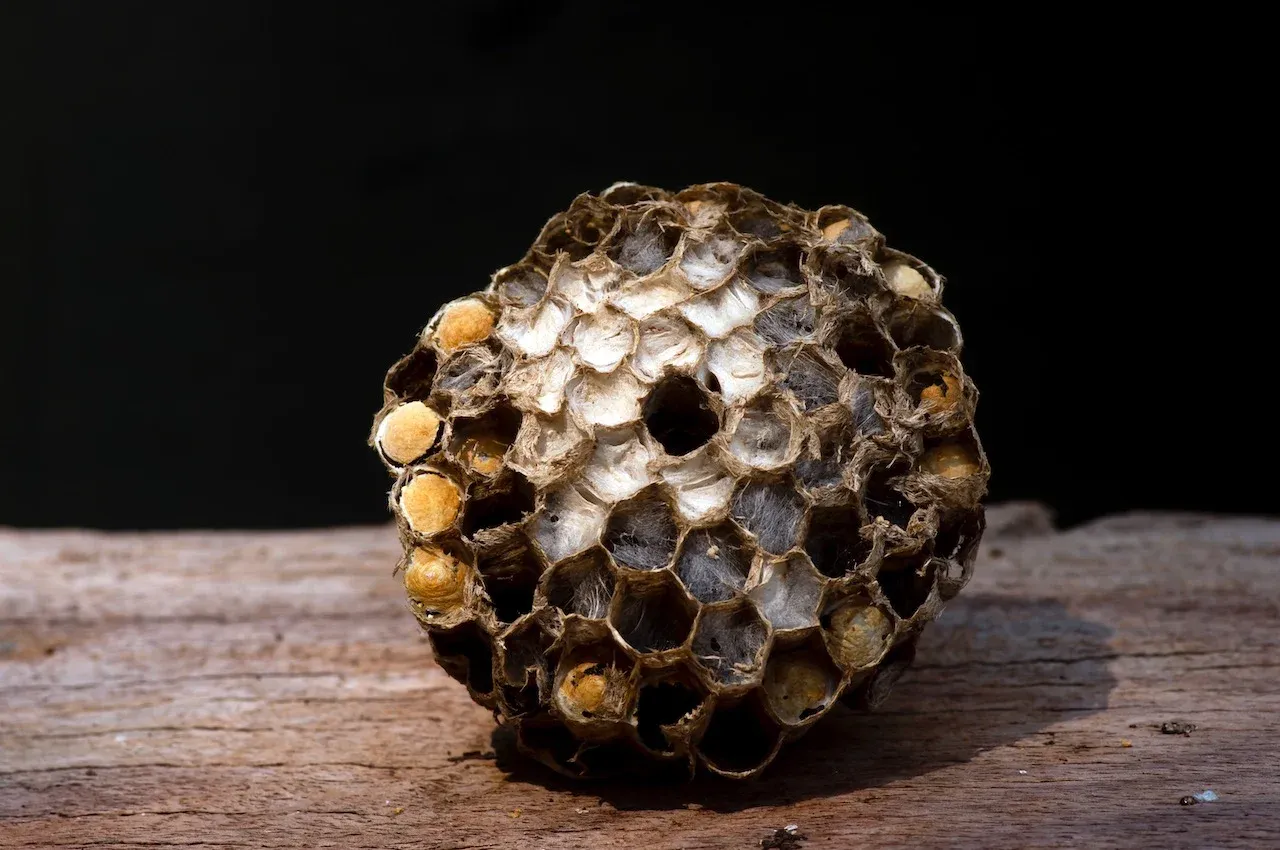 Zdjęcie Straż pożarna a szerszenie: kiedy interweniuje? Sprawdź!