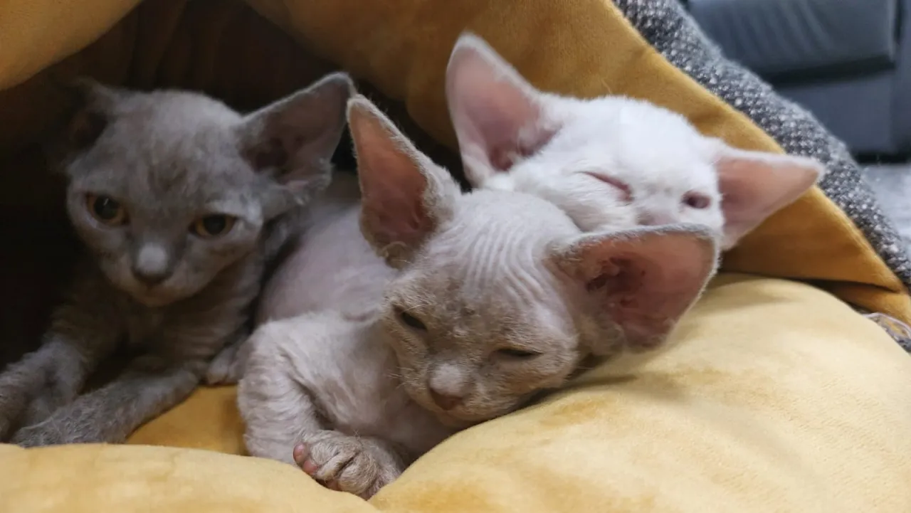 Zdjęcie Hodowla Devon Rex w Polsce - jak wybrać najlepszego hodowcę?