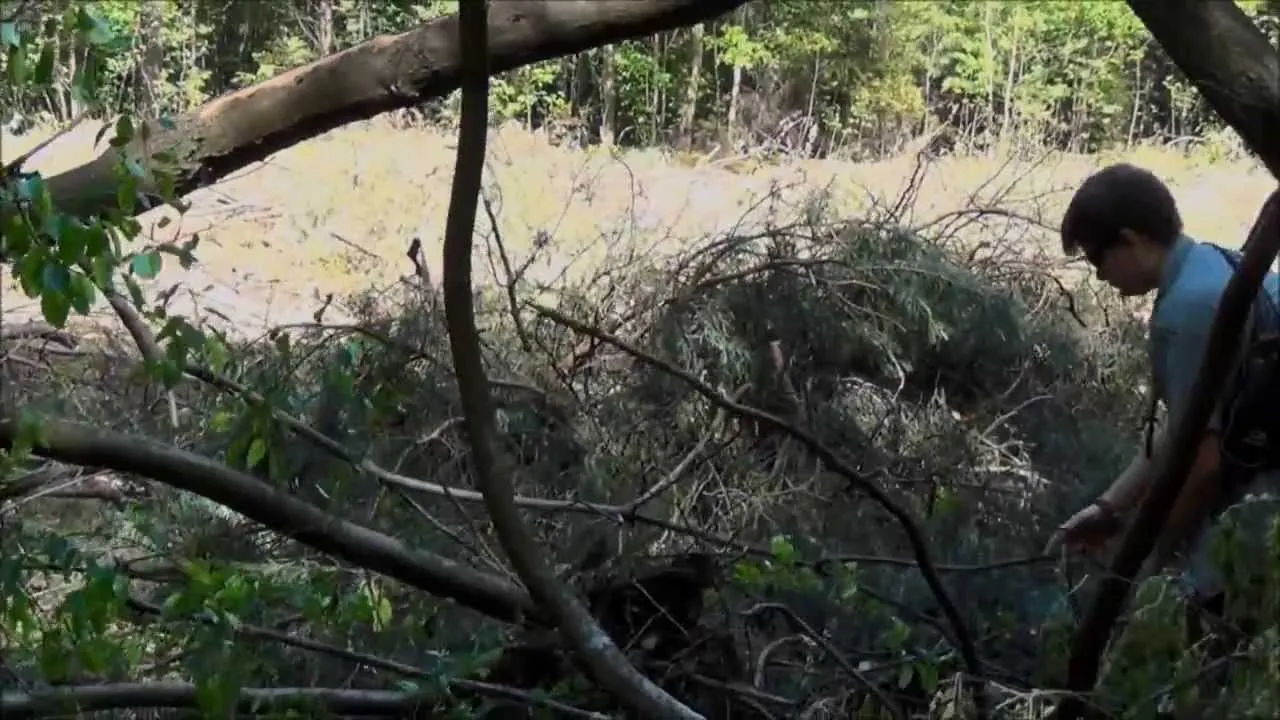 Zdjęcie Jak zrobić bazę w lesie? Legalny poradnik krok po kroku