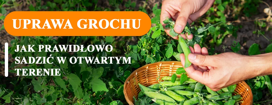 Zdjęcie Jak sadzić groszek: proste sposoby na zdrowe plony w ogrodzie