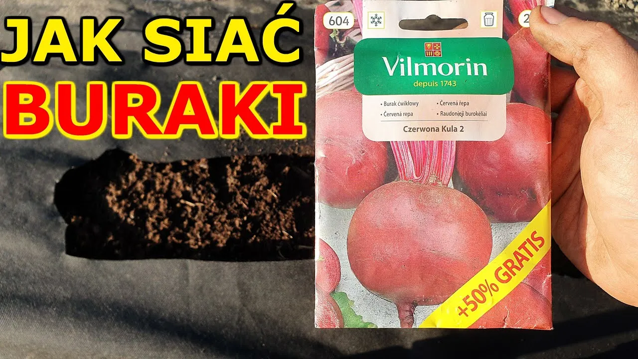 Zdjęcie Kiedy siać buraki do gruntu? Terminy i warunki uprawy buraków