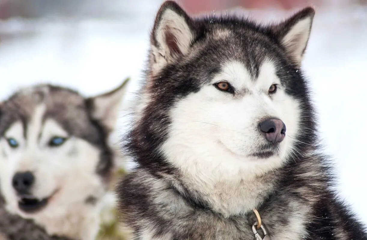 Zdjęcie Husky ile km dziennie? Poznaj potrzeby swojego psa i uniknij problemów