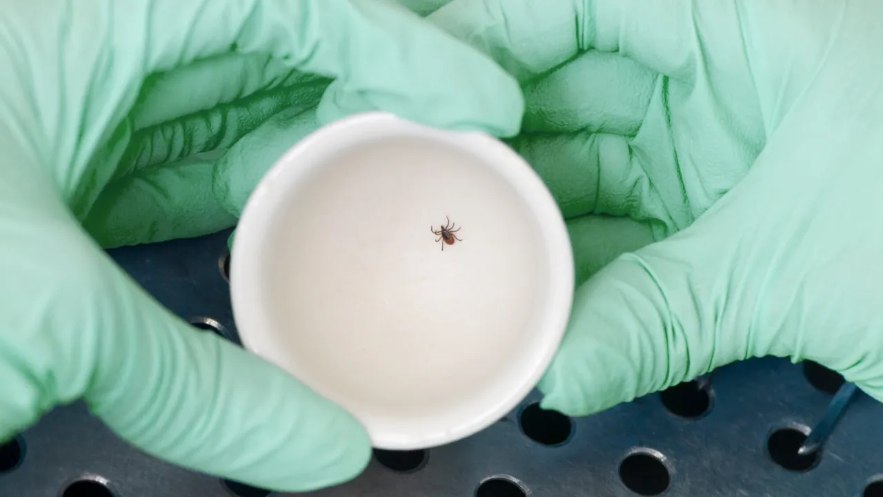 Zdjęcie Welche Krankheit übertragen Zecken? Wichtige Infos zu Risiken und Schutz