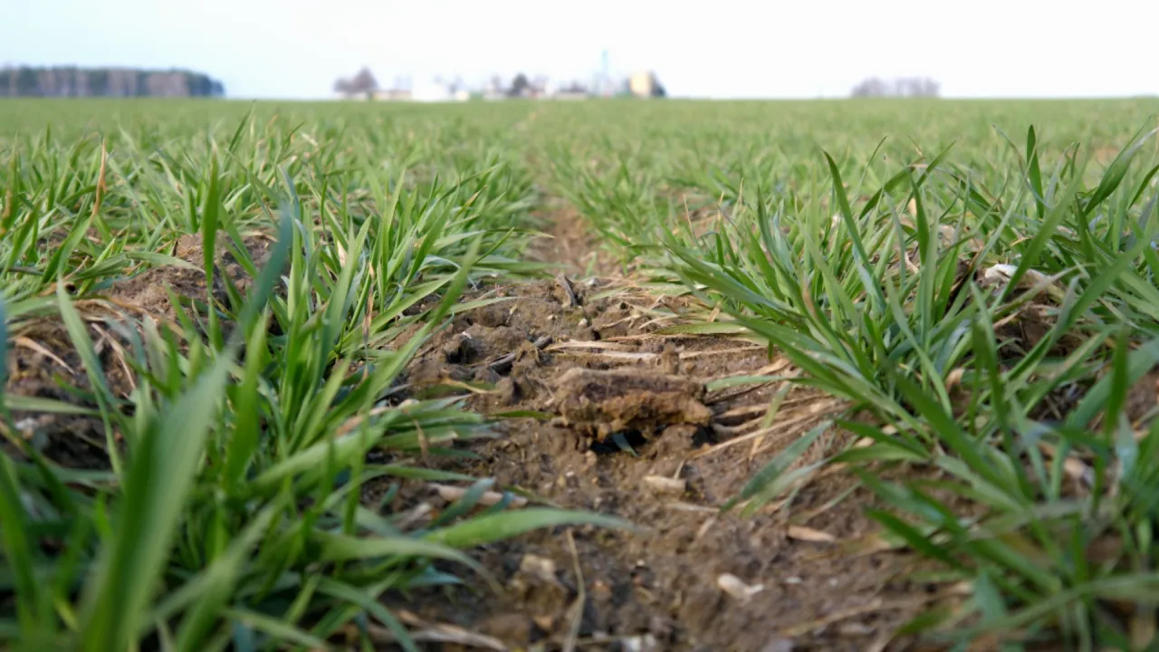 Zdjęcie Czym pryskać zboża ozime jesienią, aby skutecznie zwalczyć chwasty?