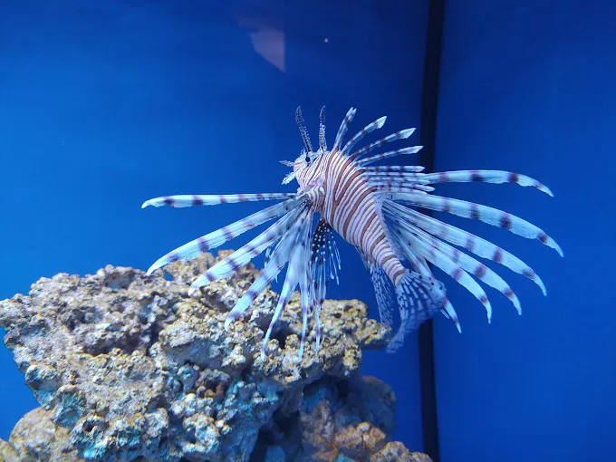 Zdjęcie Oceanarium w Niechorzu opinie - co mówią odwiedzający o atrakcji?