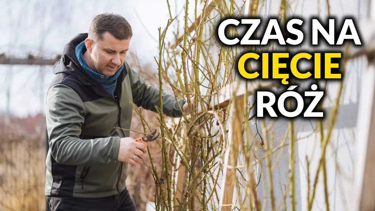 Zdjęcie Jak przycinać róże, aby uniknąć błędów i cieszyć się pięknem kwiatów