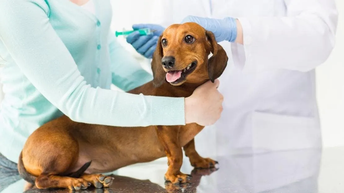 Zdjęcie Szczepienie psa na wściekliznę: kiedy i jak? Przepisy i terminy