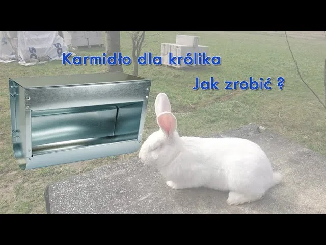 Zdjęcie Jak zrobić karmidło zasypowe dla królików - proste i tanie rozwiązania