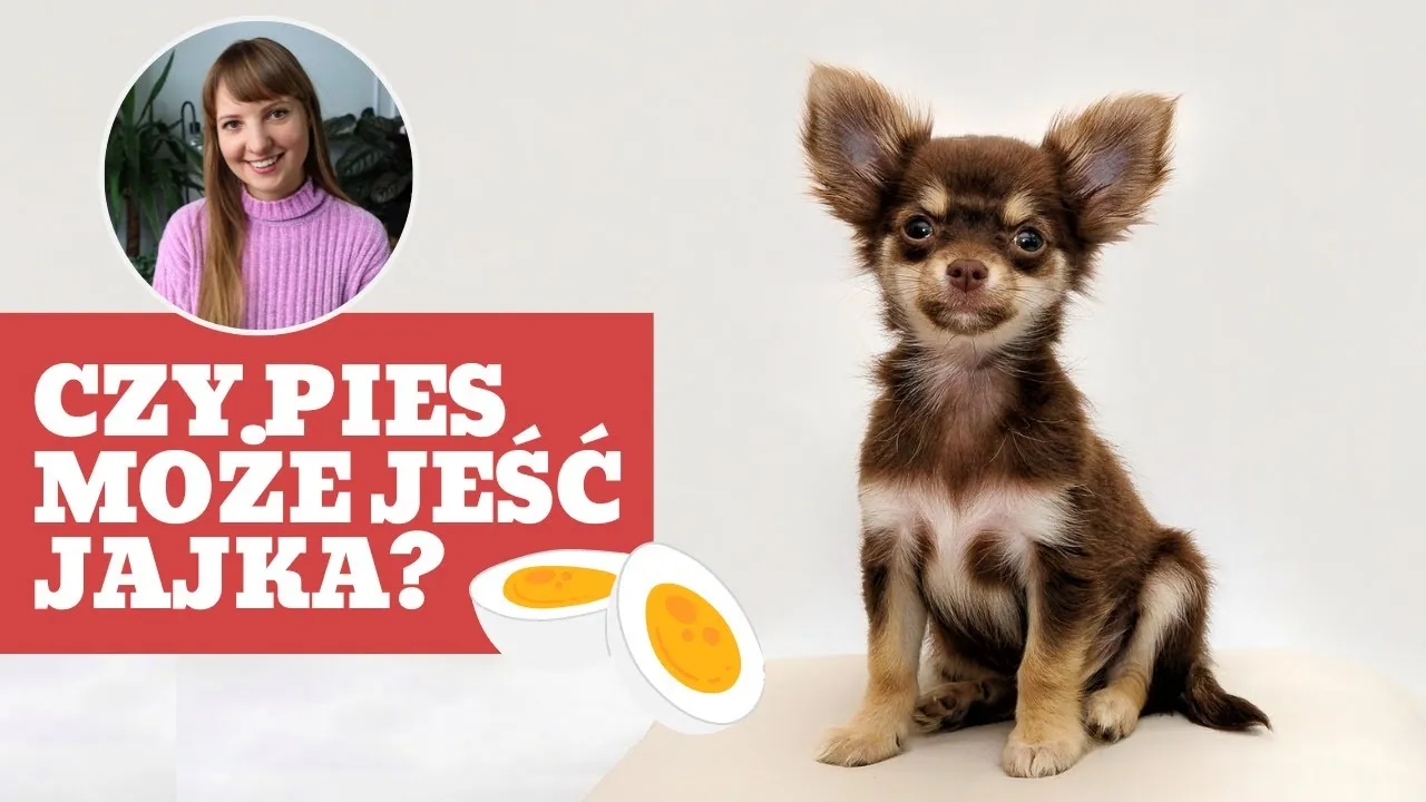 Zdjęcie Czy pies może jeść jajko? Bezpieczeństwo i korzyści dla pupila
